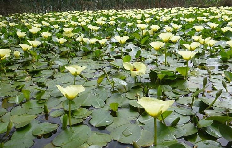 Hladinovka plavínovitá - Hydrocleys nymphoides, pohár p12