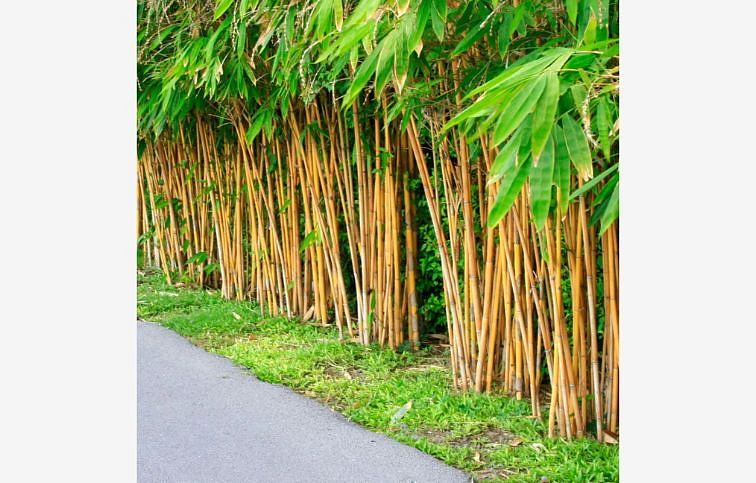 Bambus PHYLL. Aurea 160-200cm, kont. 18 l