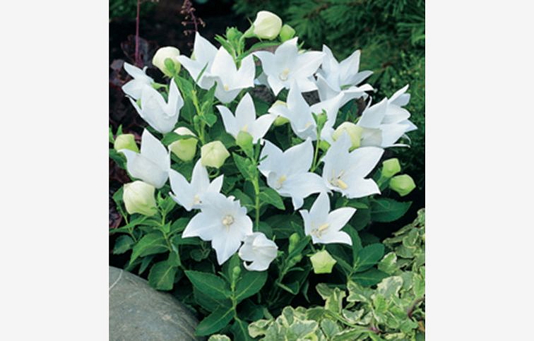 Balónovník veľkokvetý Astra White - Platycodon, kont. 0,5 l