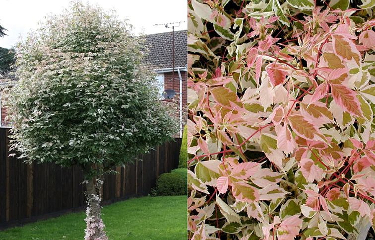 Javor jaseňolistý Flamingo na 220-230cm kmienku, v. 250-300cm, obv. kmeňa 6-8cm, kont. 30l