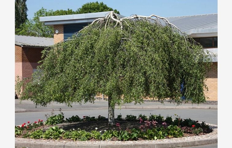 Breza previsnutá YOUNGII Pendula na kmienku 220-250cm, obvod kmeňa 10-12cm, kont. 30 l