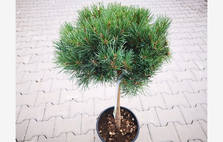 Borovica lesná WATERERI NANA na kmienku 70-80 cm, kont. 9 l