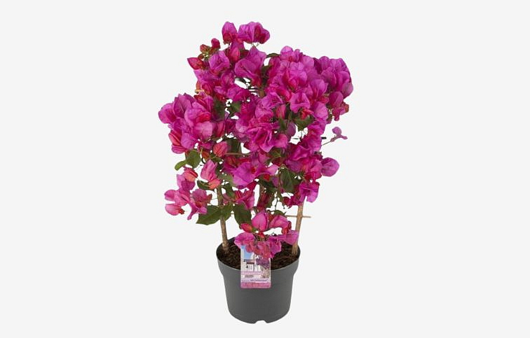 Bougainvillea Sanderiana na stojane 30-40cm, kont. p14