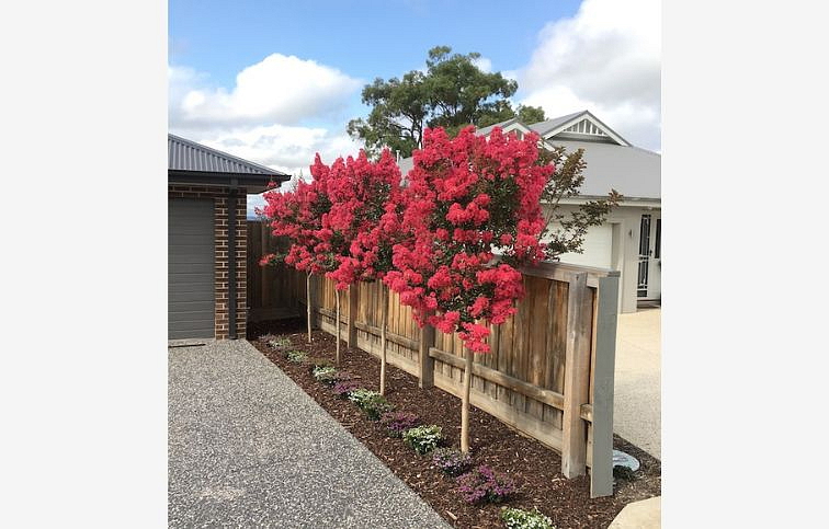 Myrta krepová Coccinea na cca 200cm kmeni, výška 300-400cm, obvod kmeňa 16-18cm, kont. 55l