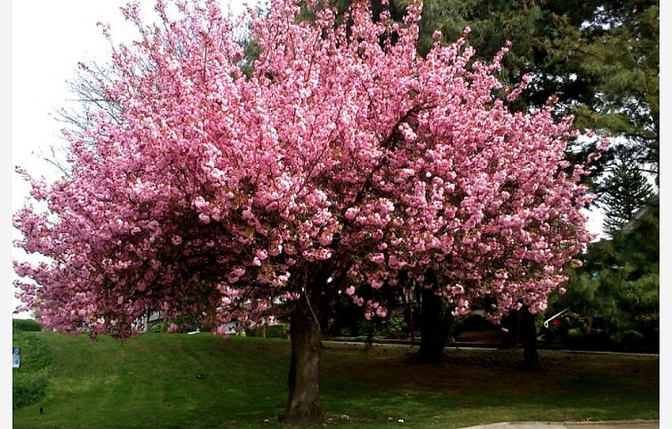 Okrasná čerešňa Royal Burgundy 150-180 cm, kont. 15 l