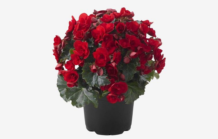 Begónia Cottage Vermillion Red, kont. 0,7 l