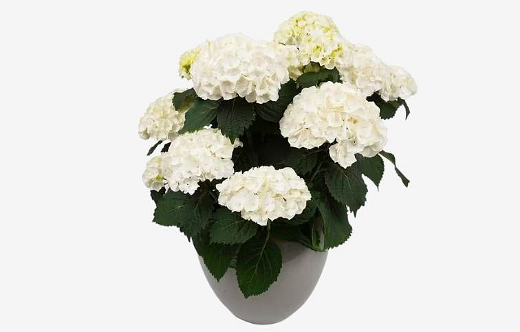 Hortenzia kalinolistá Crystal Palace cca 30 cm, kont. p13