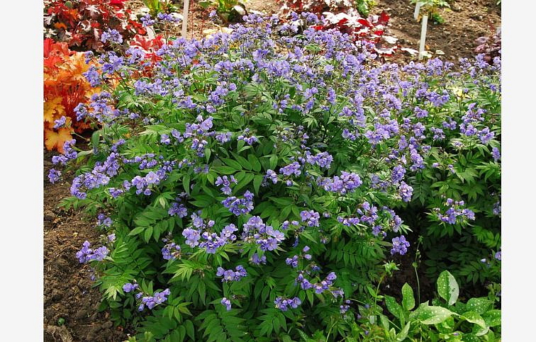 Vojnovka Heaven Scent - Polemonium, kont. 1 l