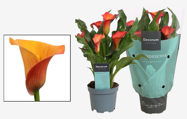 Kornútovka Morning Sun 30-40 cm - Zantedeschia, kont. p10,5