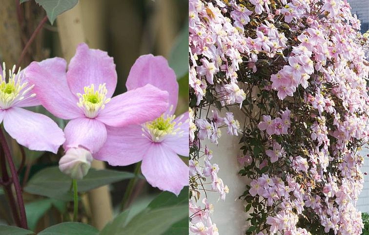 Plamienok Montana Fragrant Spring 50-60 cm - Clematis, kont. p15