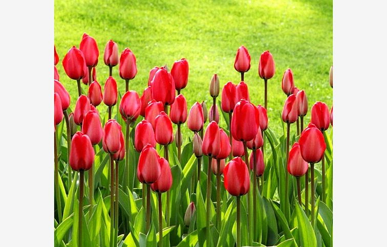 Tulipán Parade 3 ks v kont. 0,5 l