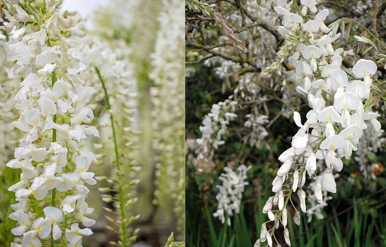 Vistéria Vznešená Shiro Cap Fuji 150-200 cm, kont. 3 l