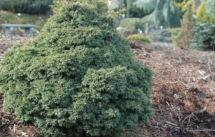 Jedľovec kanadský Little Ninja 30-40cm, kont. 1,5 l