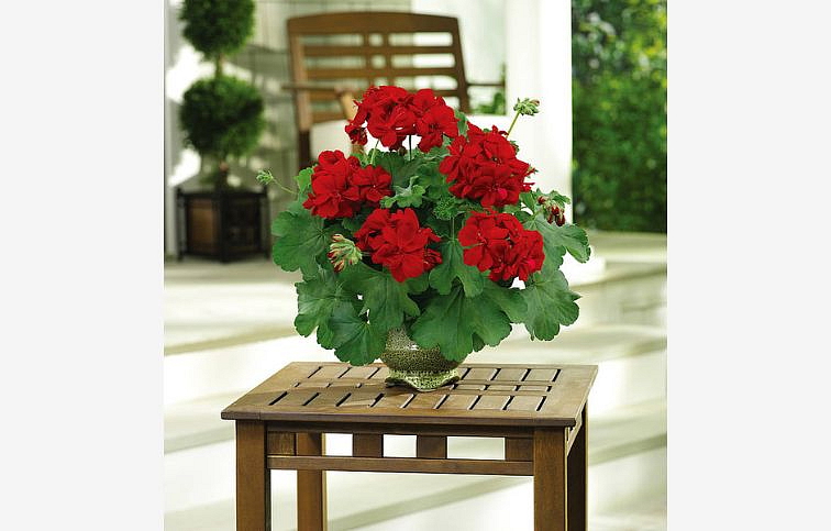 Muškát medzidruhový Champion Red Improved - Pelargonium, kont. 0,7 l