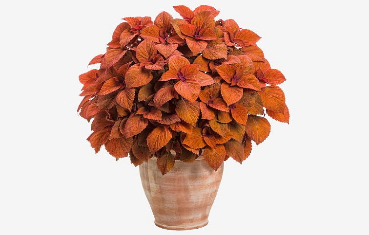 Koleus Sedoma Sunset - Coleus, kont. 0,5 l