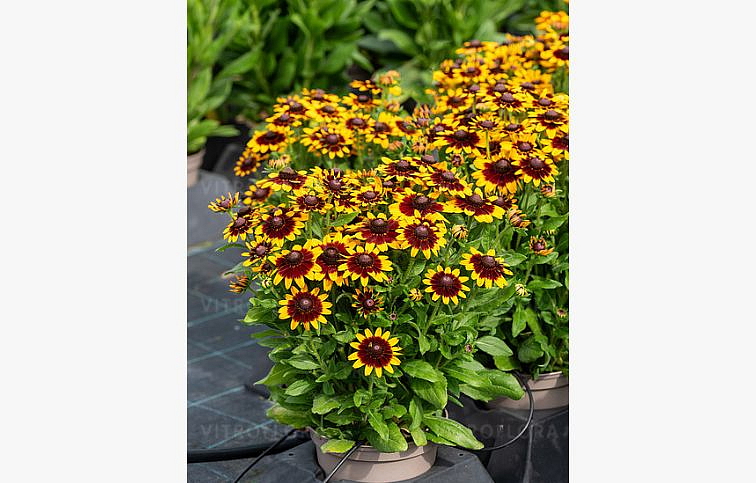 Rudbekia Littlebeckia Step Up - Rudbeckia, kont. 1 l