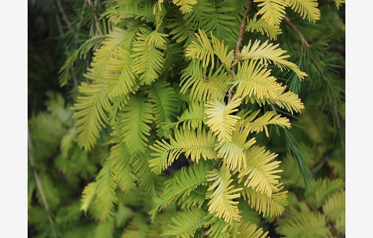 Metasekvoja čínska Gold Rush 220-240 cm, kont. 20 l