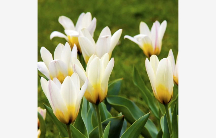 Tulipán Concerto 3 ks v kont. 0,5 l