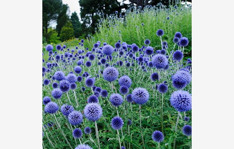 Ježibaba belasá - Echinops ritro, kont. 1 l
