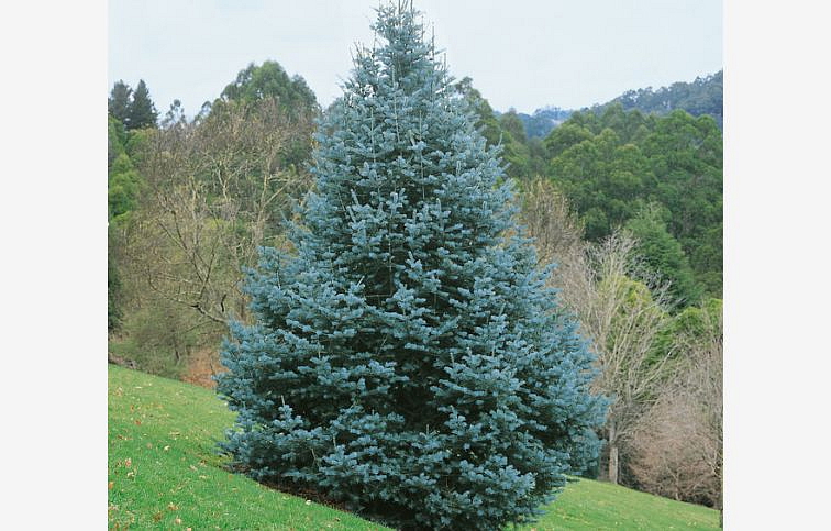 Jedľa srienistá 40-50 cm, kont. p19