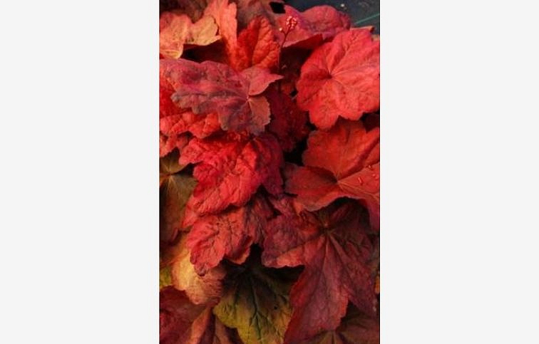 Heuchera Autumn Leaves, kont. 0,5 l