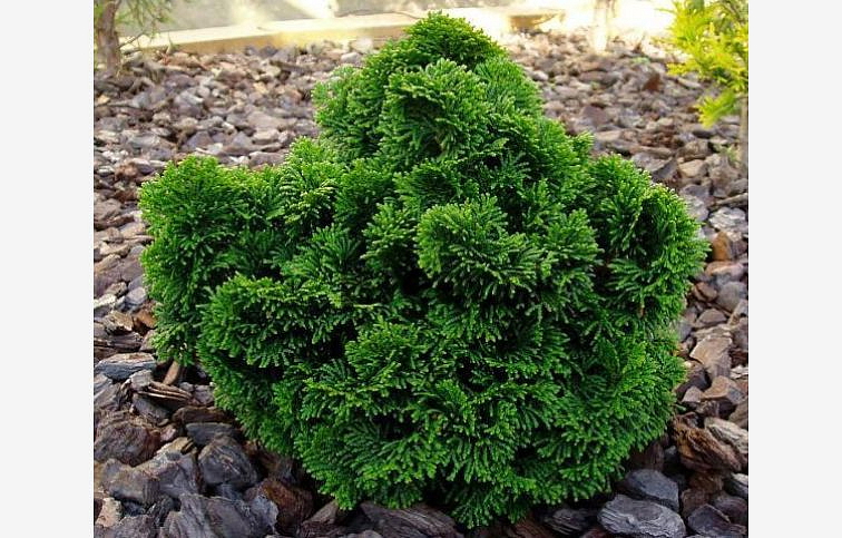 Cypruštek tupolistý NANA GRACILIS cca 20 cm, kont. p17