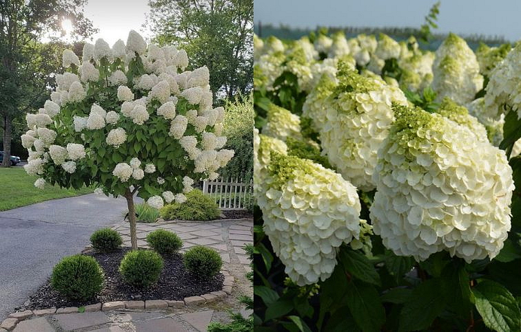 Hortenzia metlinatá Mont Blanc na kmienku 60-70cm, kont. 3 l