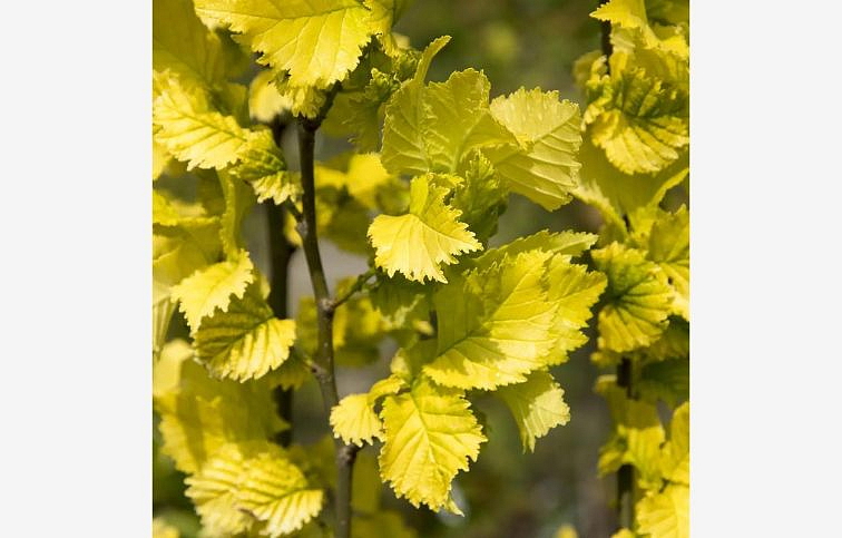 Brest holandský Wredei 60-90 cm, kont. C3