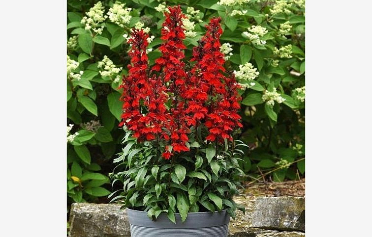 Lobelka Starship Scarlet - Lobelia speciosa, kont. 0,5 l