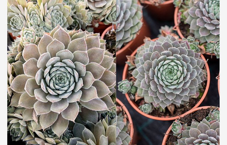 Skalnica Aquila - Sempervivum, kont. 0,5 l