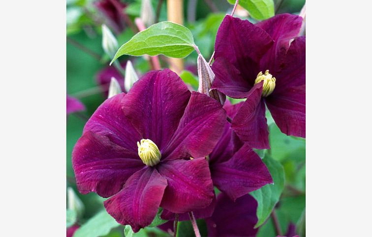 Plamienok veľkokvetý WARSZAWSKA NIKE 50-60cm - Clematis, kont. p15