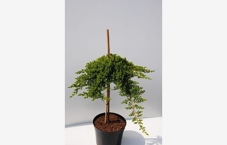 Borievka poliehavá NANA na kmienku 50-60 cm, kont. 5 l