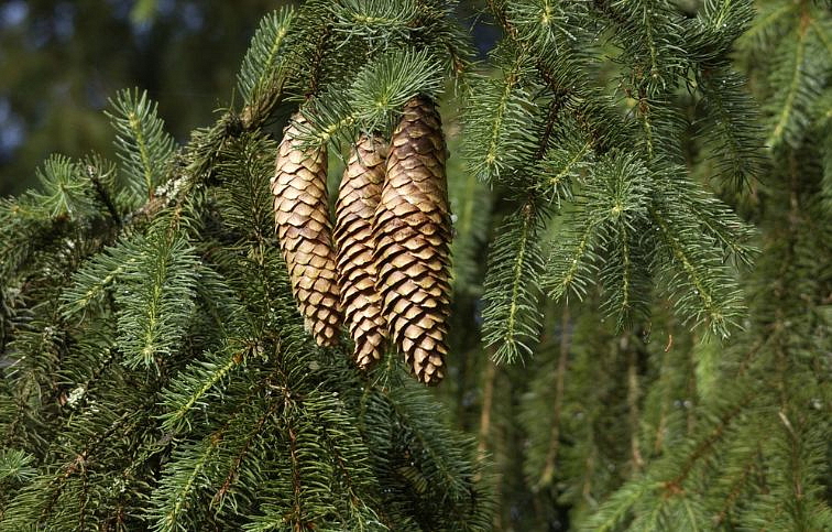 Smrek obyčajný 60-80cm - Picea abies kont. 5 l