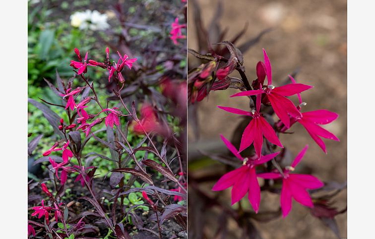 Lobelka Russian Princess - Lobelia speciosa, kont. 0,5 l