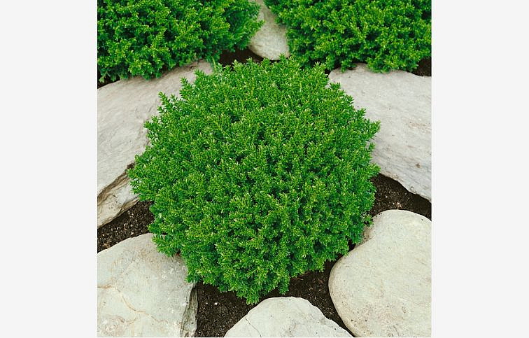 Hebe Emerald Gem 10-15 cm, kont. p9