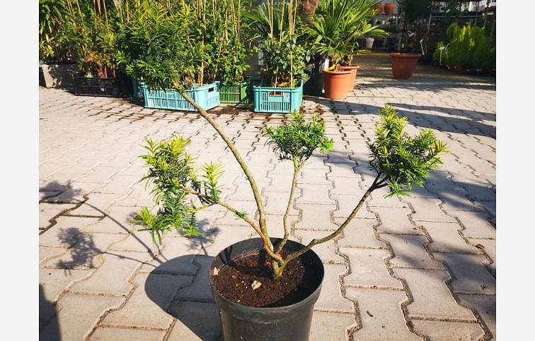 Tis obyčajný Summergold bonsaj 40-70 cm, kont. 5 l