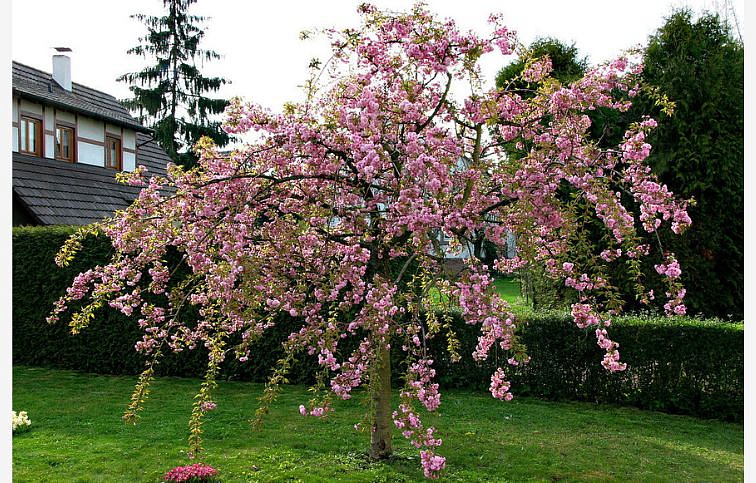 Okrasná čerešňa Kiku Shidare na kmienku 150-180cm, kont. C3