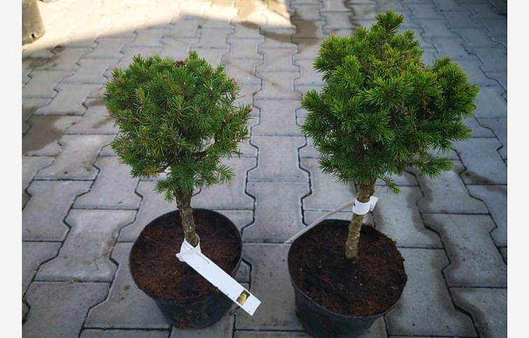 Smrek biely Biesentaler Frühling bonsaj 30-50 cm, kont. 3 l