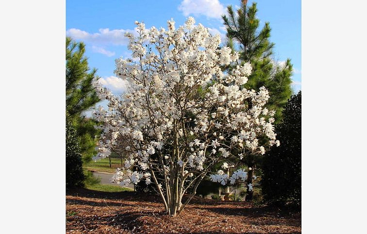 Magnólia Stellata 100-130cm, kont. 10 l