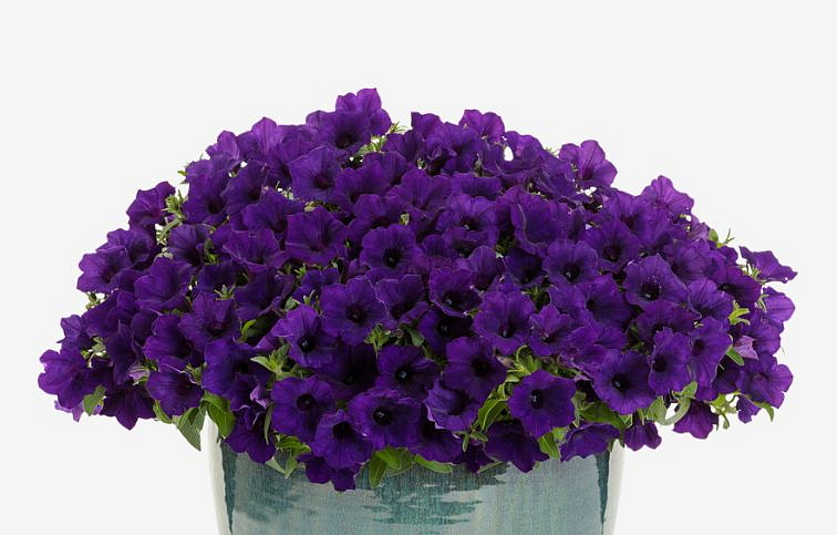 Petúnia Supertunia Vista Mini Vista Ultramarine, kont. 0,5 l