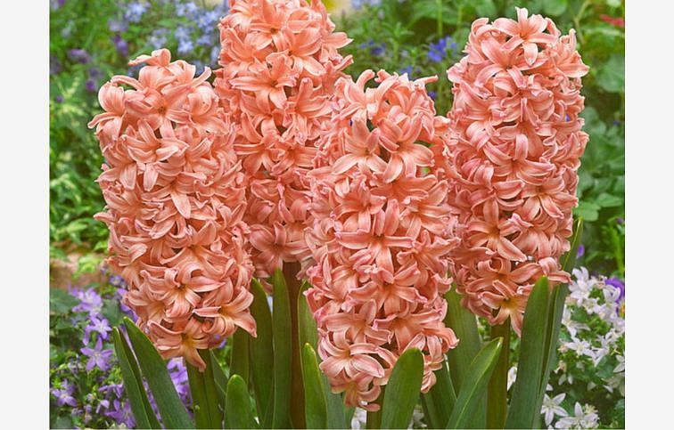 Hyacint Gipsy Queen 5 ks v balení