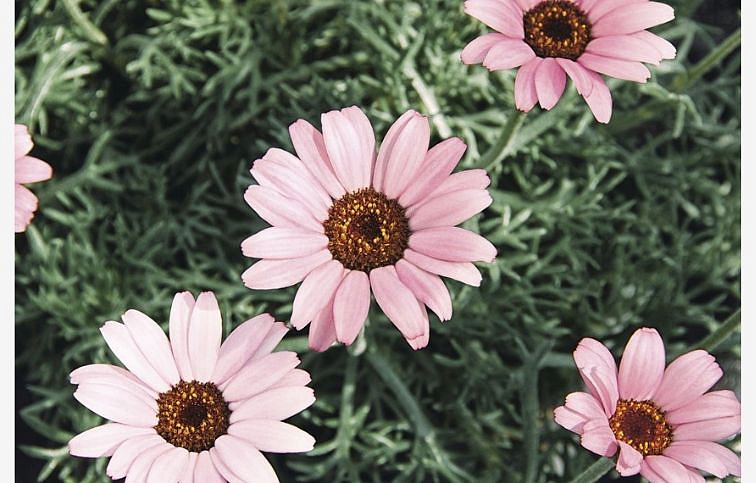 Margaréta African Rose - Leucanthemum, kont. 0,5 l
