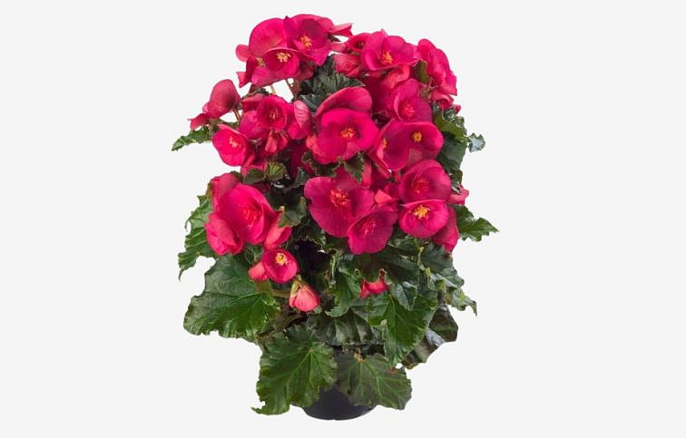 Begónia Cottage Evi Bright Pink, kont. 0,7 l