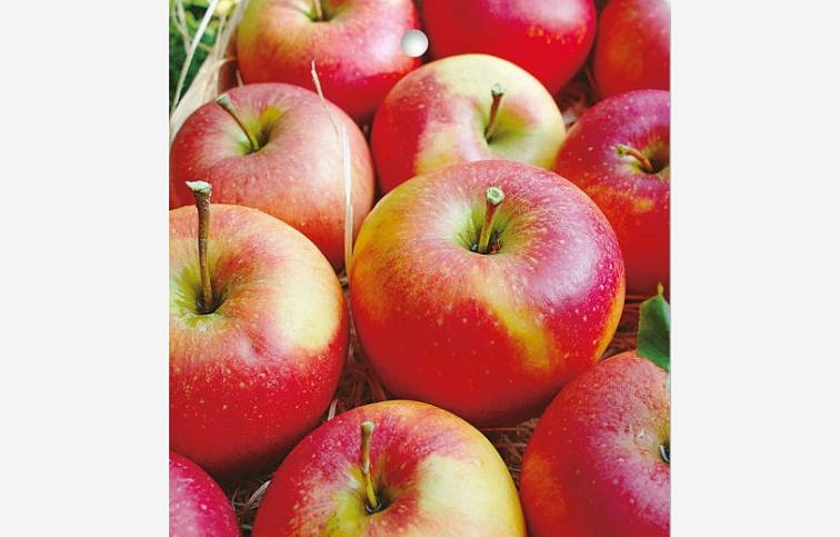 Jabloň stĺpovitá Herald, podpník M7, voľnok.