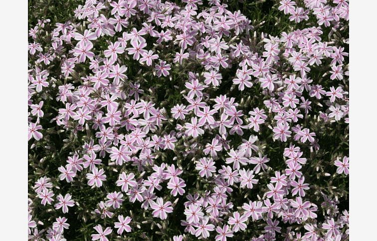 Flox šidlolistý Candy Stripes - Phlox subulata, kont. 0,5 l
