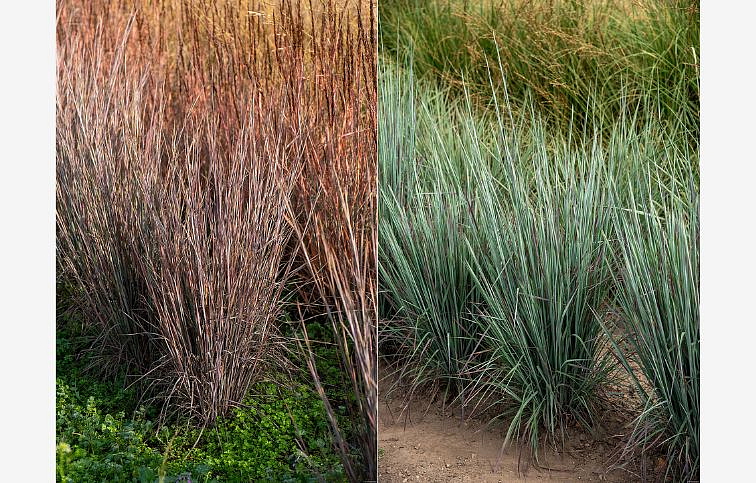 Schizachyrium Standing Ovation, kont. 0,5 l