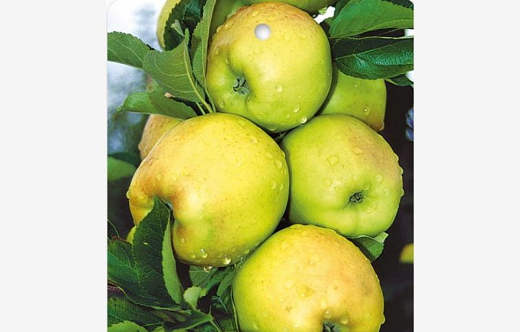 Jabloň stĺpovitá Bolero podpník M7, kont. 9 l