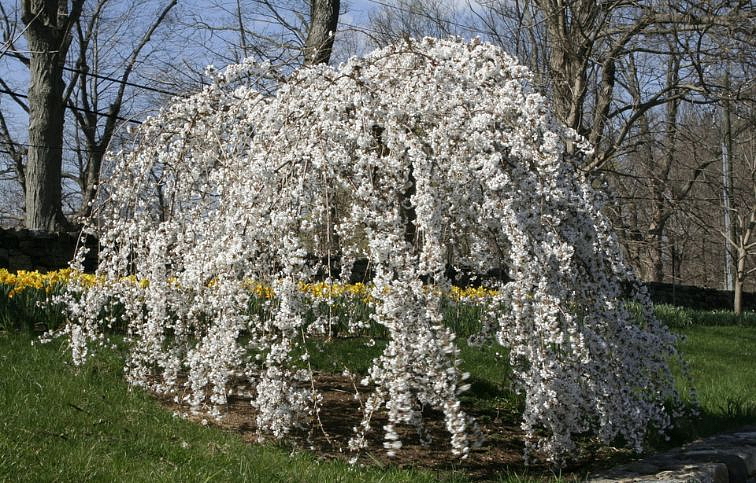 Judášovec kanadský Vanilla Twist 200-220cm, kont. 25 l