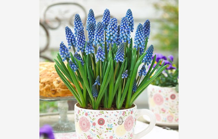 Modrica Big Smile - Muscari, kont. p9