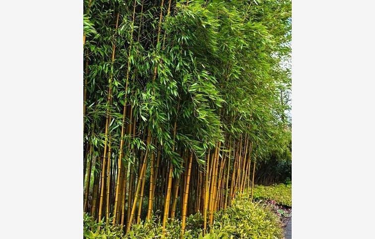 Bambus PHYLL. Aureosulcata Aureocaulis 160-200cm, kont. 15 l